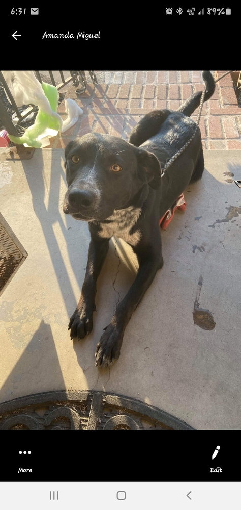 VIDA - Labrador Retriever available for adoption