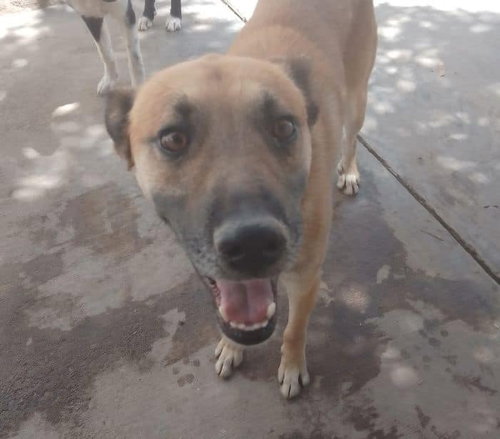 FLAKEY - German Shepherd Dog / Labrador Retriever available for adoption