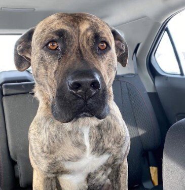 RYDER - Pit Bull Terrier available for adoption