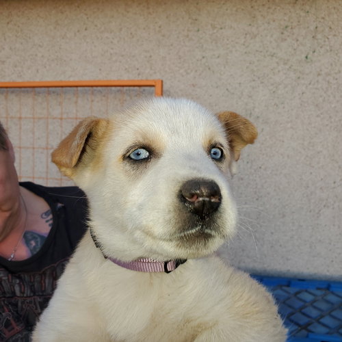 AURORA (PUP 5 PURPLE) - Husky / Shepherd available for adoption