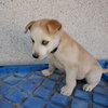 Aurora (Pup 5 PURPLE) - Photo 2