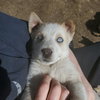 Aurora (Pup 5 PURPLE) - Photo 3