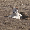 Aurora (Pup 5 PURPLE) - Photo 4