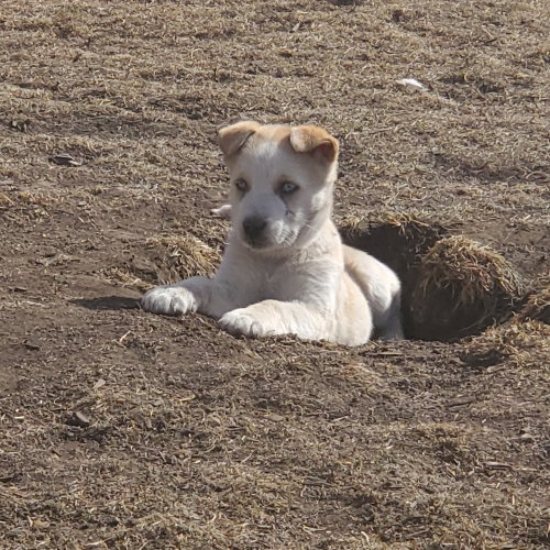 Photo 4 of Aurora (Pup 5 PURPLE)