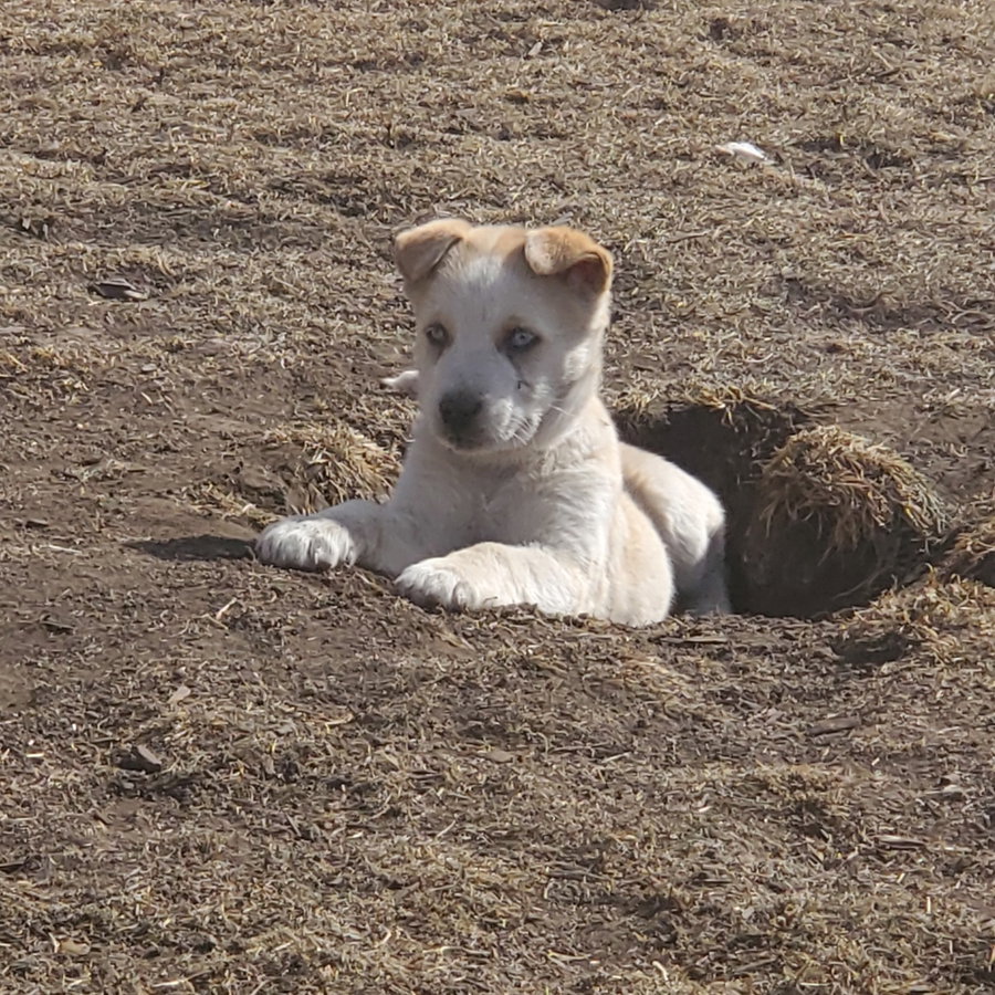 Aurora (Pup 5 PURPLE)