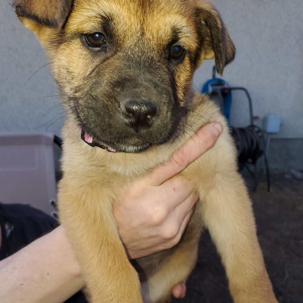 adoptable Dog in Calgary, AB named Pup 2 FUSHIA