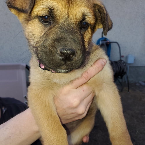 PUP 2 FUSHIA - Shepherd / Husky available for adoption