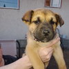 Pup 2 FUSHIA - Photo 2