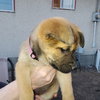 Pup 2 FUSHIA - Photo 3