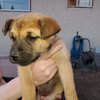 Pup 2 FUSHIA - Photo 4