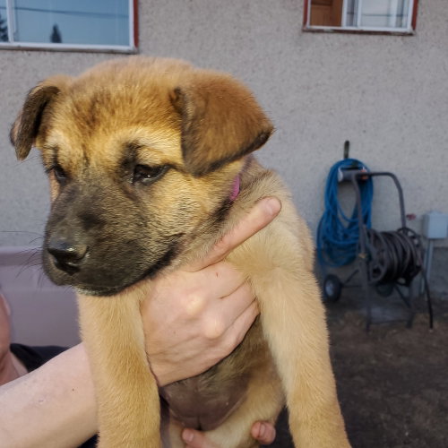 Photo 4 of Pup 2 FUSHIA