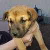 Pup 2 FUSHIA - Photo 5