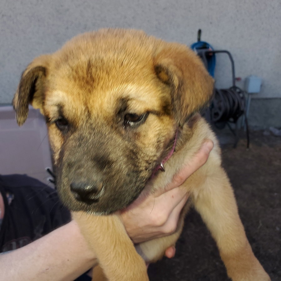 Pup 2 FUSHIA