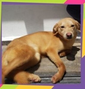 KIMMY - Labrador Retriever available for adoption