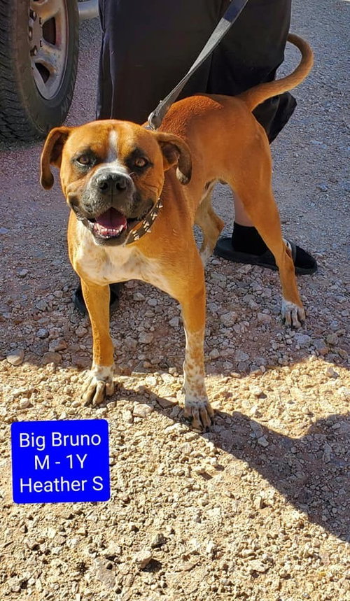 BIG BRUNO - Boxer available for adoption
