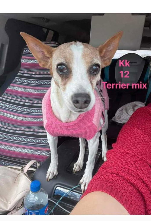 KK - Terrier available for adoption