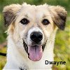adoptable Dog in  named Dwayne