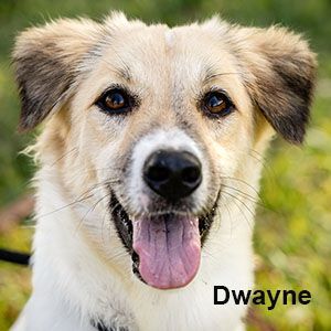 DWAYNE - Shepherd available for adoption