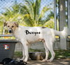 Dwayne - Photo 3