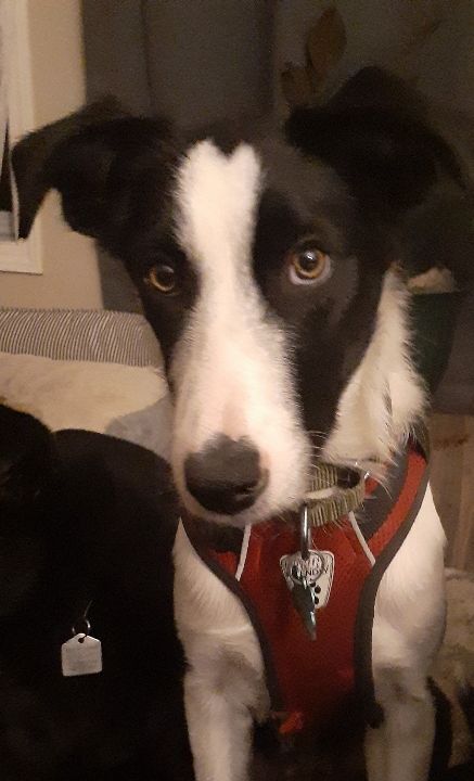 DASH - Border Collie available for adoption