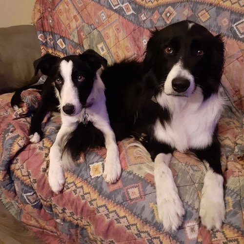 DASH - Border Collie available for adoption