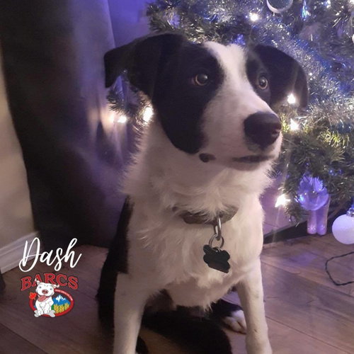 Dash photo 3