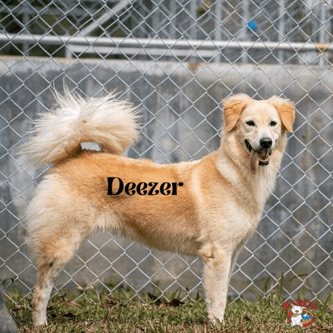 DEEZER - Golden Retriever available for adoption