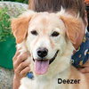 Deezer - Photo 2