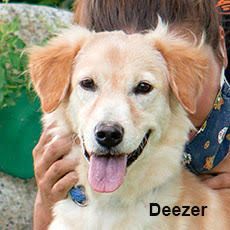 DEEZER - Golden Retriever available for adoption