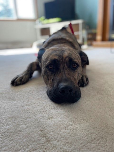 RYDER - Pit Bull Terrier available for adoption