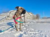 Ryder - Photo 2