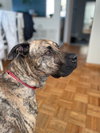 Ryder - Photo 3