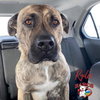 Ryder - Photo 4