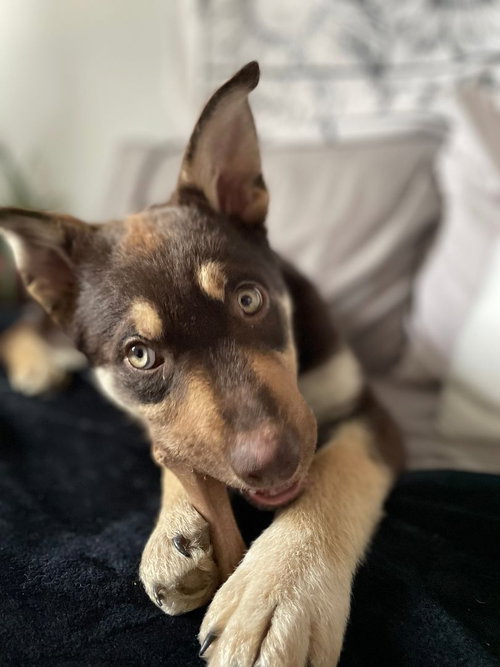 CHERYL - Husky available for adoption
