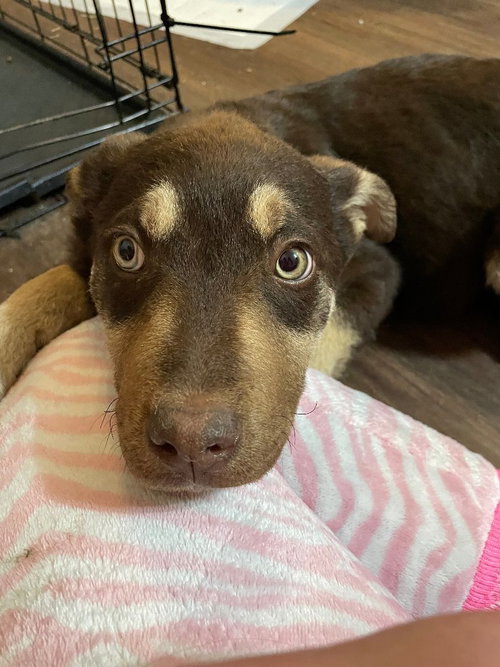 CHERYL - Husky available for adoption