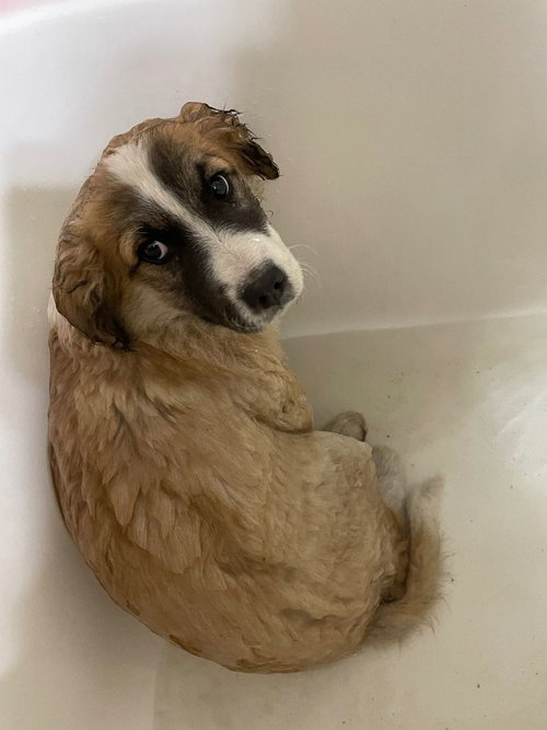 CHRIS - Collie available for adoption