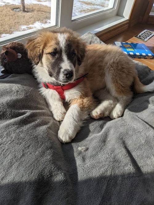 CHRIS - Collie available for adoption