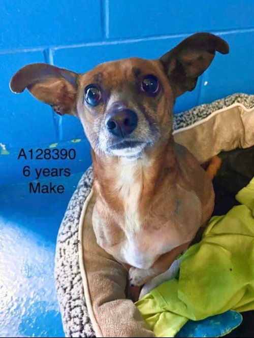 WAKKO - Chihuahua available for adoption