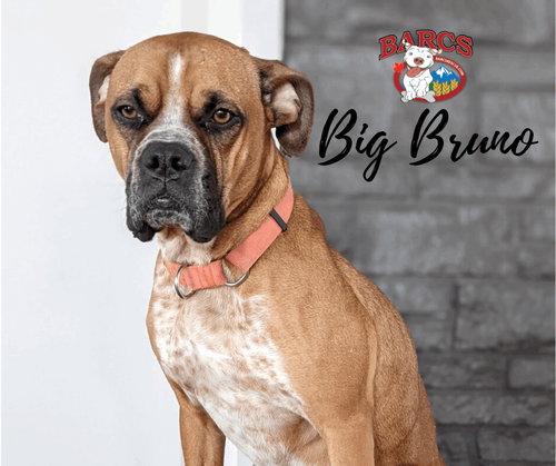 BIG BRUNO - Bullmastiff available for adoption