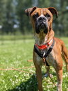 Big Bruno - Photo 2
