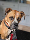 Big Bruno - Photo 3