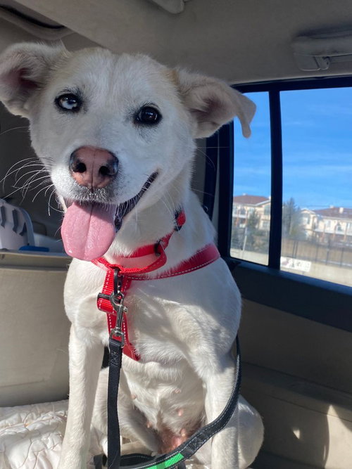 MIRABELLE - Husky available for adoption
