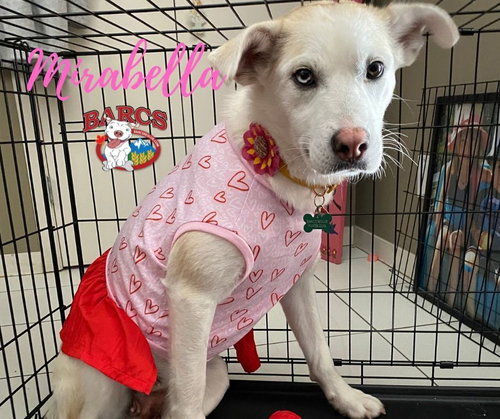 MIRABELLE - Husky available for adoption