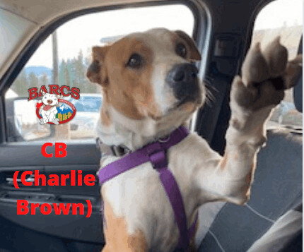 CHARLIE BROWN - Pit Bull Terrier available for adoption