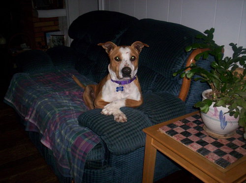 CHARLIE BROWN - Pit Bull Terrier available for adoption
