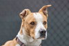 Charlie Brown - Photo 4