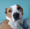 Charlie Brown - Photo 5
