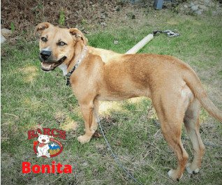 adoptable Dog in Calgary, AB named Bonita