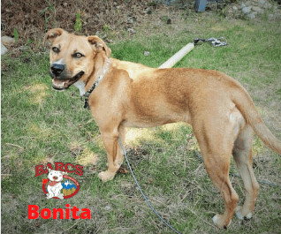 BONITA - Labrador Retriever available for adoption