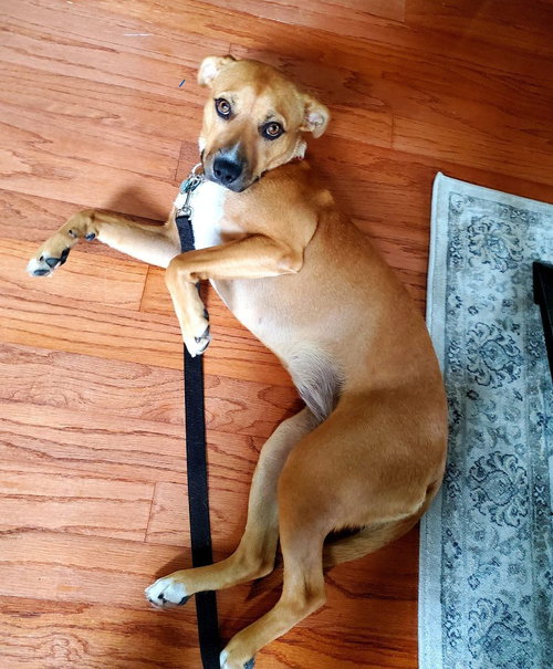 BONITA - Labrador Retriever available for adoption